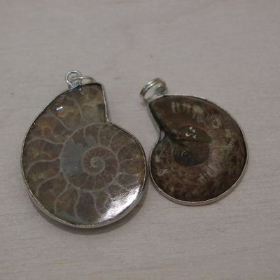 ammonites